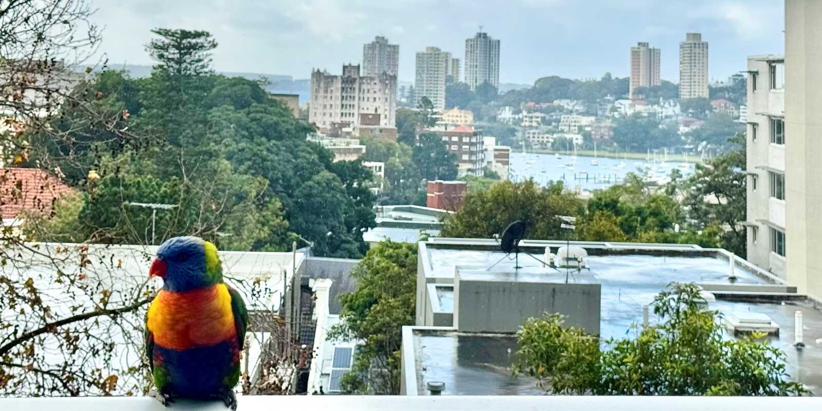 26/61 Bayswater Road Rushcutters Bay